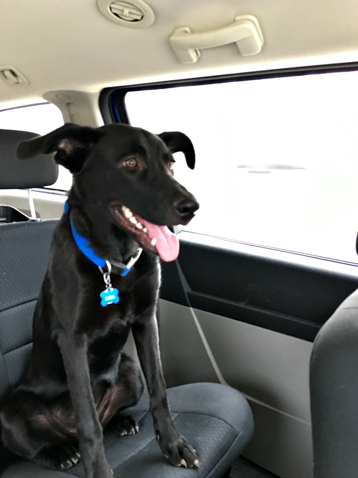 23957261355_dcfee83e9a_o