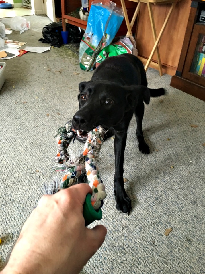 24621229431_9013befbe2_o