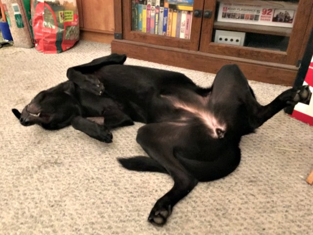 30959481481_5e061b4d99_o