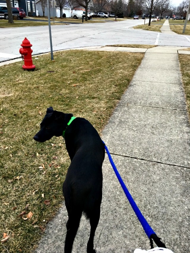 Leia Walking