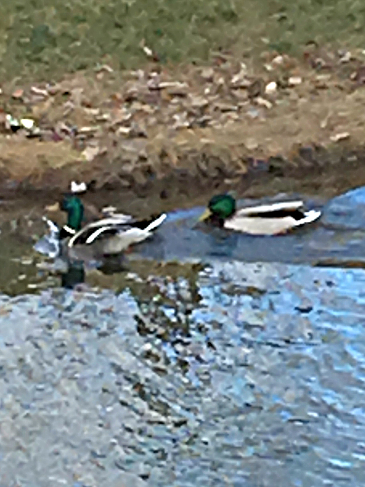 More Ducks