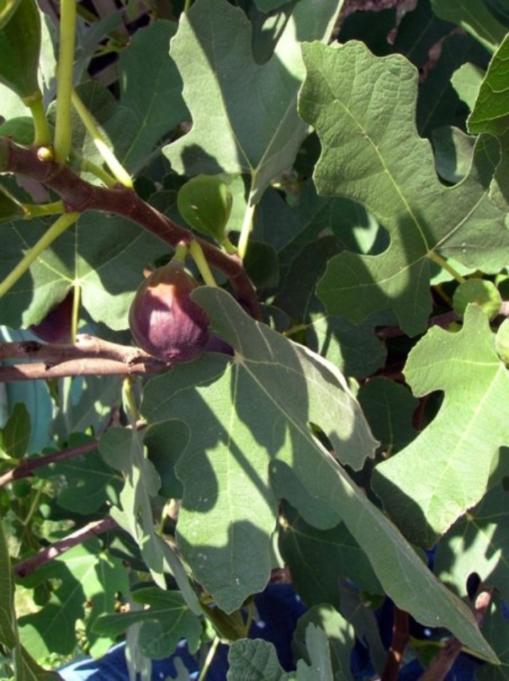 Figs on a tree