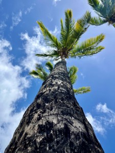 View of a tall palm tree from its base